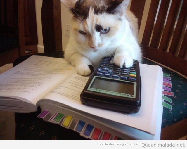 Imagen divertida gato estudiando