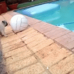 Gif animado gracioso de un perro carlino o pug en la piscina