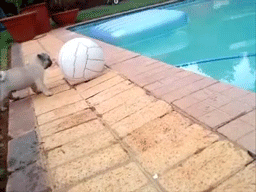 Gif animado gracioso de un perro carlino o pug en la piscina