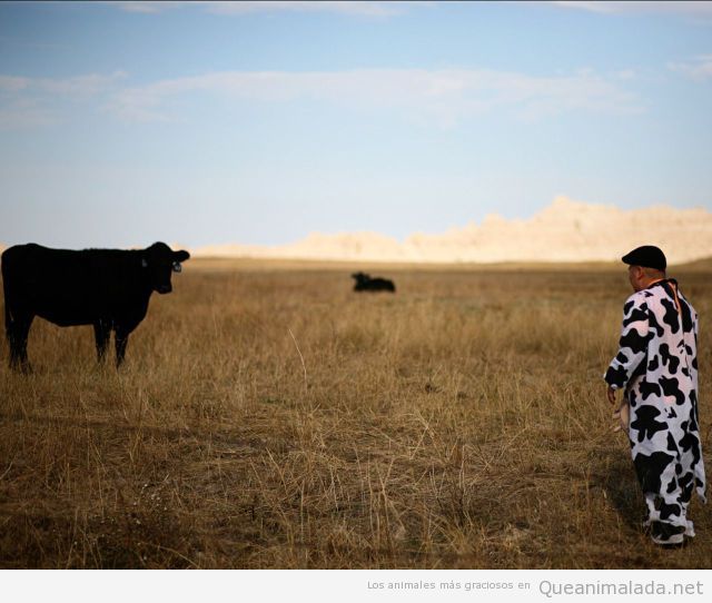 Foto graciosa de un hombre disfrazado de vaca en un campo de toros