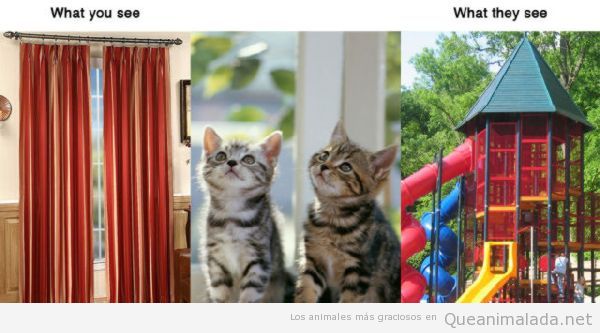 Foto graciosa gatos con cortinas de casa