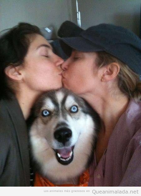 Perro husky jode la foto a unas chicas que se besan