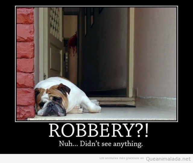 Foto graciosa de un bulldog vago en la puerta de casa