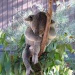 Foto graciosa de un koala durmiendo en una rama