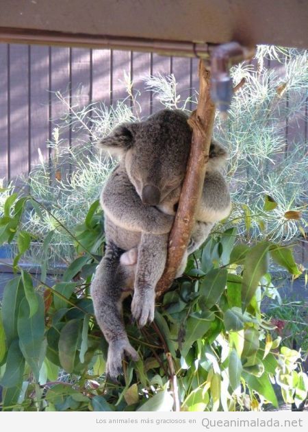 Foto graciosa de un koala durmiendo en una rama