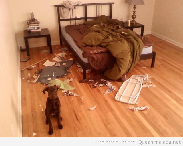 Foto de un perro que ha destrozado habitación matrimonio