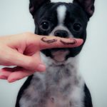 Foto graciosa de un bulldog francés con bigote