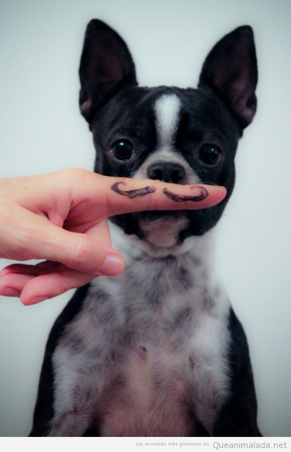 Foto graciosa de un bulldog francés con bigote