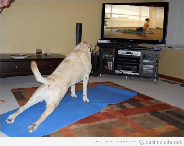 Foto graciosa de un perro haciendo estiramientos mientras ve un vídeo de fitness