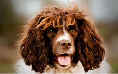 Este tiene que ser el perro de Carles Puyol…