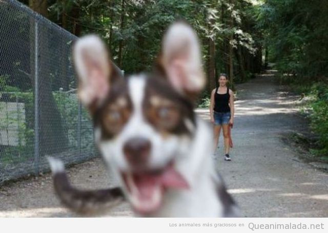 Foto graciosa de un perro fastidiando la foto