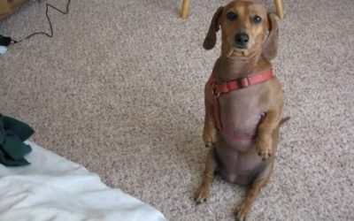 Cuando me desperté, el perro seguía allí