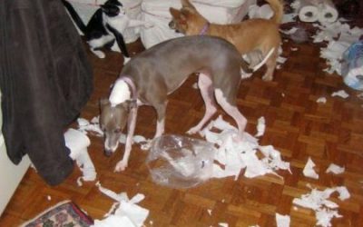 Qué fiesta más salvaje ayer noche en casa…