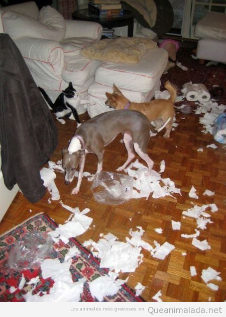 Foto graciosa de perros y gatos destrozando el salón de una casa