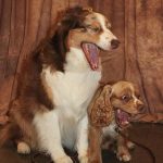 Foto graciosa de dos perros con la boca abierta