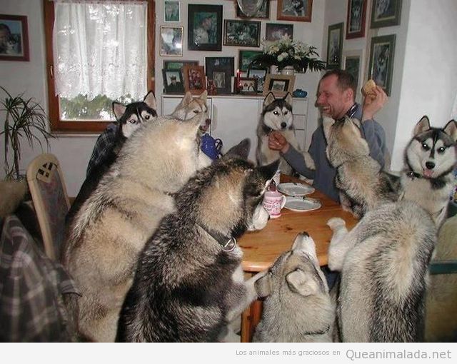 Foto graciosa de perros sentados en la mesa a comer