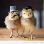 Foto divertida de dos pollitos son sombrero