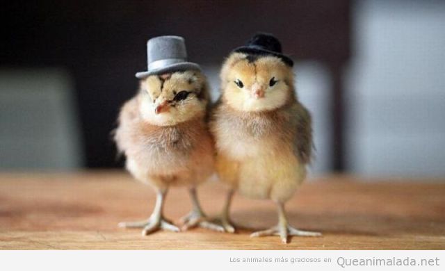 Foto divertida de dos pollitos son sombrero