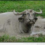 Foto graciosa de una vaca cubierta de barro