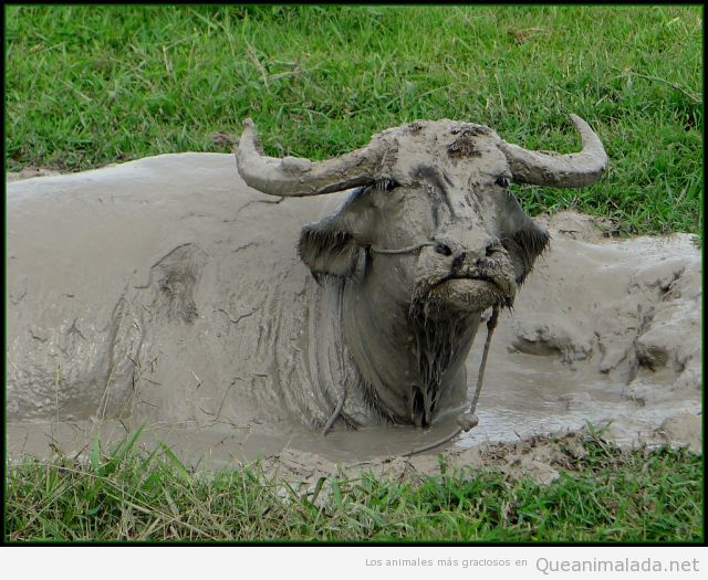 Foto graciosa de una vaca cubierta de barro