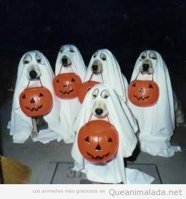 Perros con disfraz de fantasma en Halloween