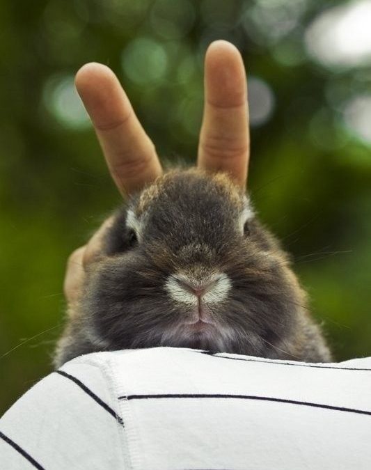 Foto graciosa poner cuernos a un conejo