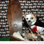 Disfraz de perro vestido de vampiro en Halloween