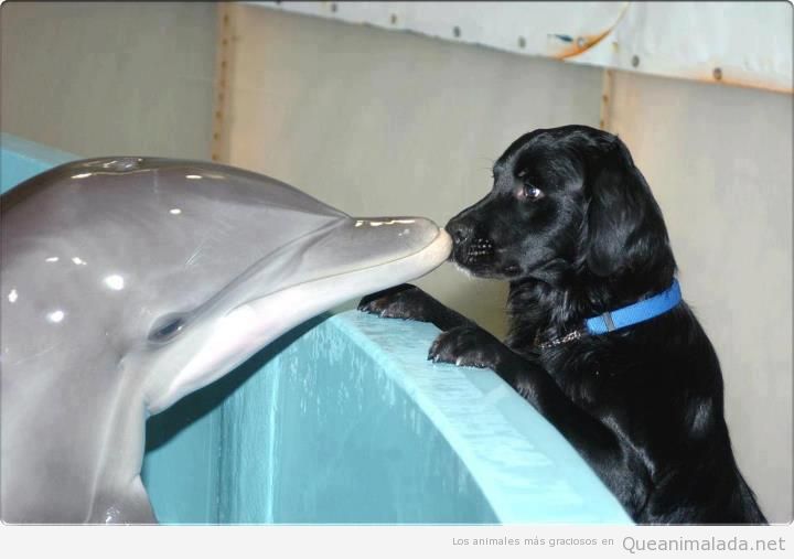 Foto bonita se un delfín y un berro juntando los morros