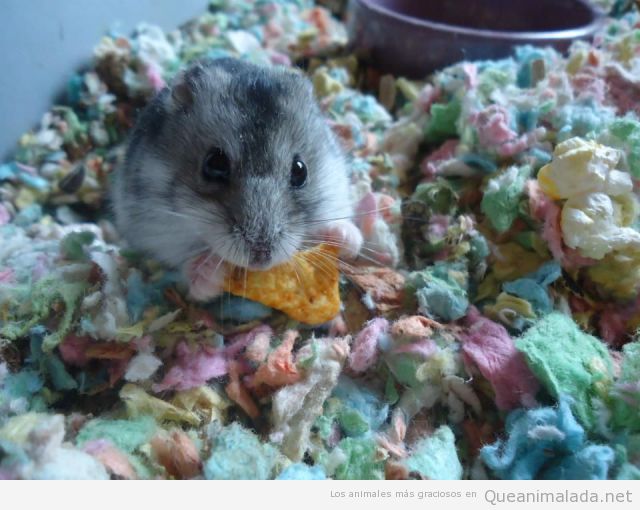 Hamster bonito comiendo un dorito