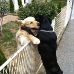 Imagen bonita de dos perros vecinos abrazándose