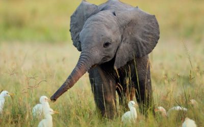 La foto tierna del día: elefantito con patitos