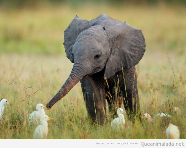 Foto tierna y bonita de cría de elefante con patos