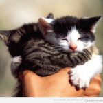 Foto tierna y bonita de dos crías de gato abrazándose
