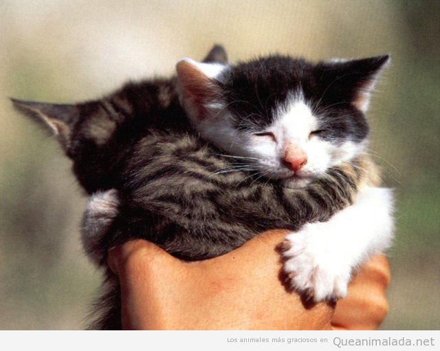 Foto tierna y bonita de dos crías de gato abrazándose