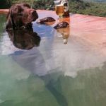 Imagen graciosa de un perro de relax en la piscina
