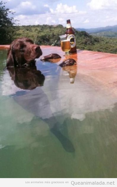 Imagen graciosa de un perro de relax en la piscina