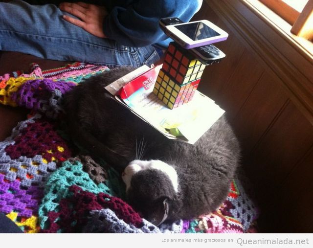 Foto graciosa de un gato durmiendo con cubo de rubik y teléfonos encima