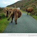 Foto divertida de un grupo de búfalos que parecen borrachos