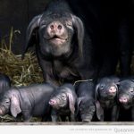Foto divertida y bonita de una camada de cerdos negros