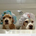 Foto divertida de dos perros en la bañera con gorros de ducha