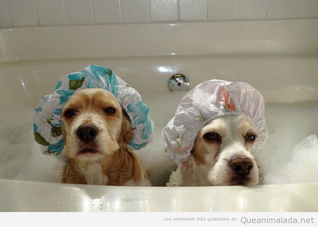 Foto divertida de dos perros en la bañera con gorros de ducha
