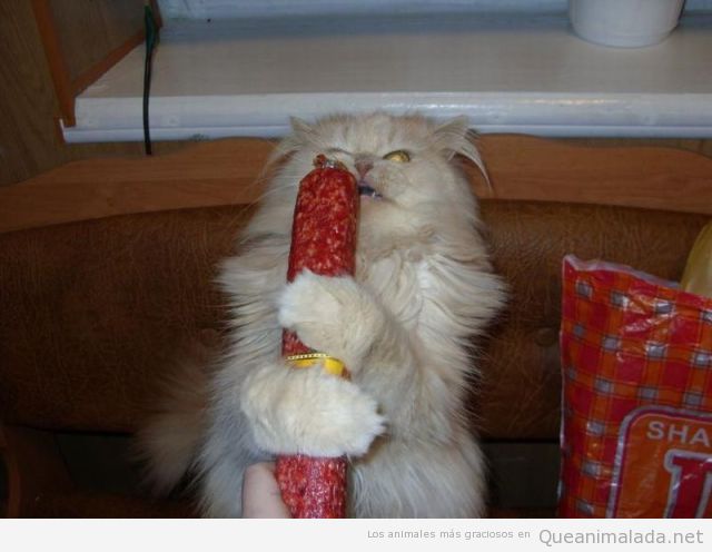 Imagen divertida de un gato abrazando salchichón