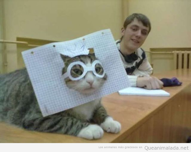 Imagen chistosa de gato con gafas de papel