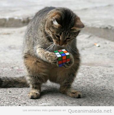 Imagen graciosa gato solucionando cubo Rubik