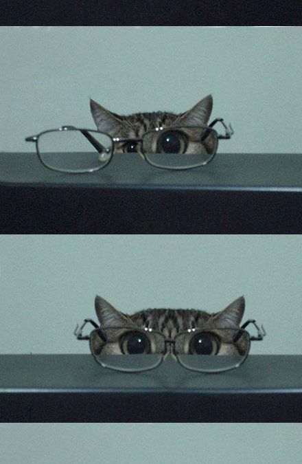Imagen graciosa de un gato con gafas