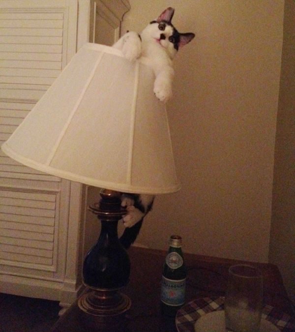 Foto divertida de un gato metido dentro de una lámpara