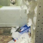 Imagen divertida de un gato que destroza papel wc
