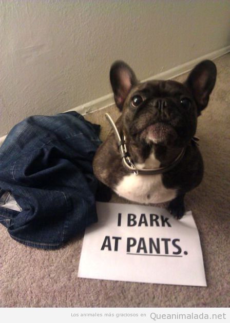 Imagen divertida de bulldog francés ladra a pantalones