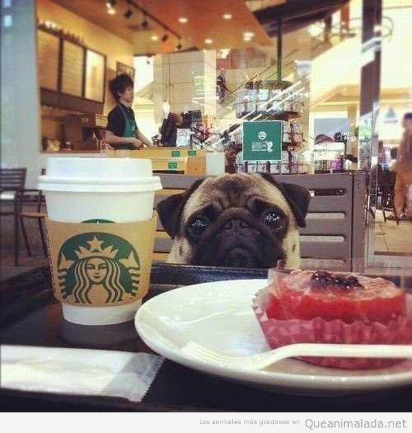 Perro carlino o pug en el Starbucks