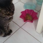 Foto graciosa de una rana en un bowl de un gato